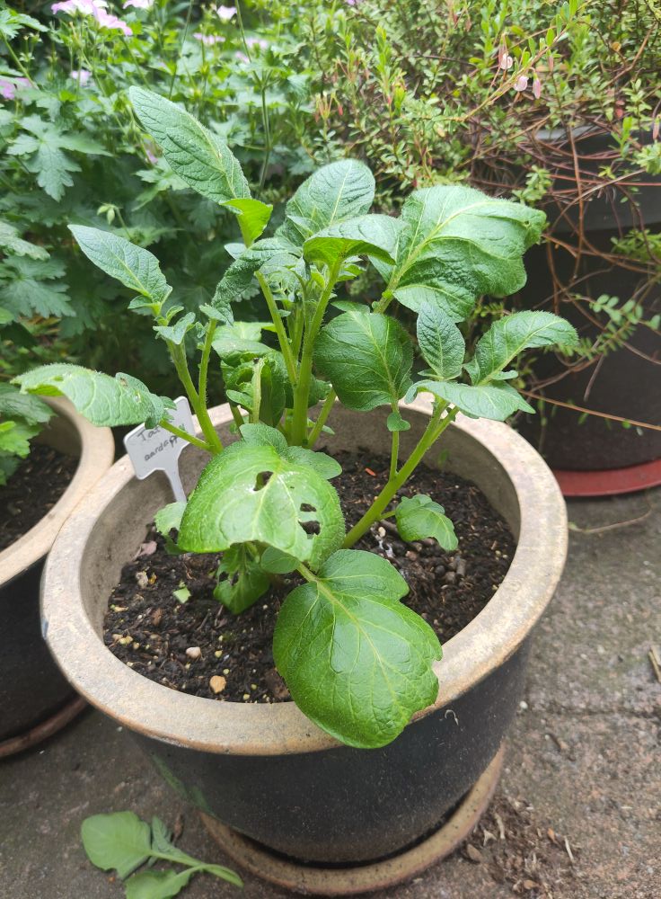 ✱ Tatta. groeit! tatta. groeit!